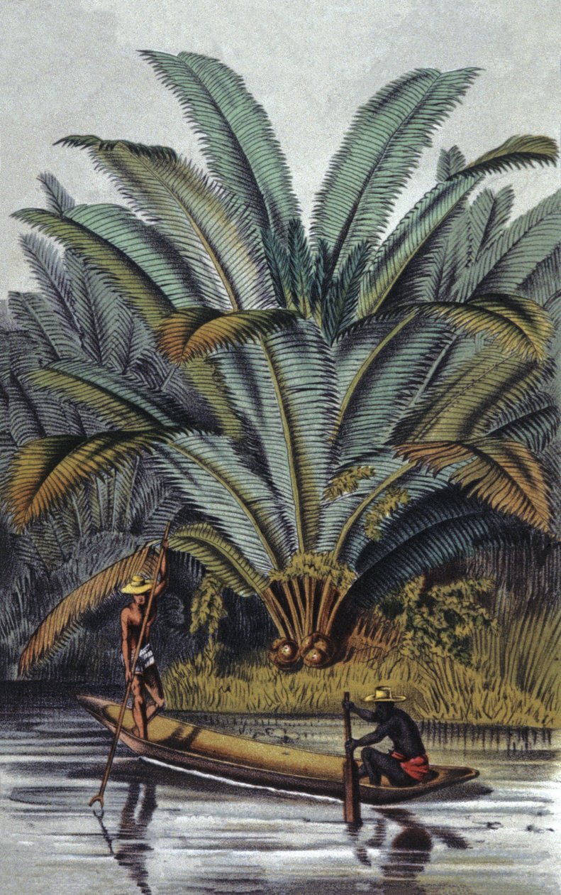 Palmier - William Hooker