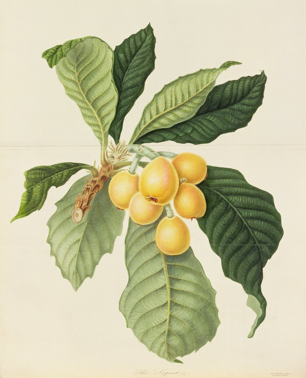 Le Néflier - William Hooker