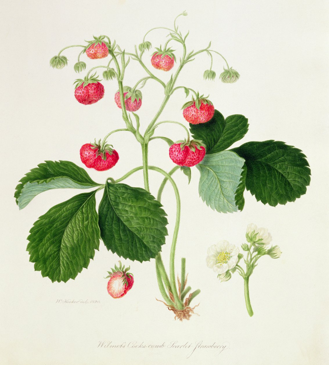 Fraise écarlate de Wilmot