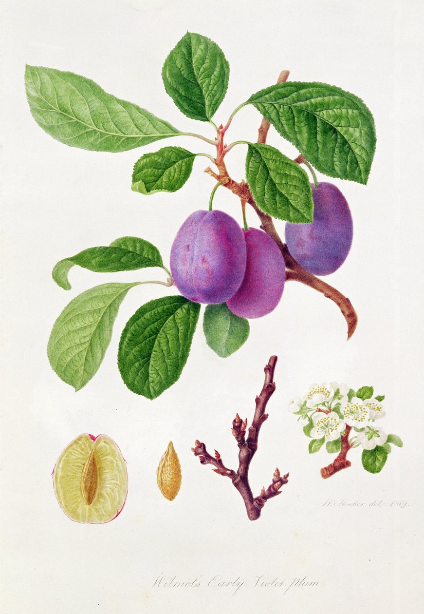 Prune 