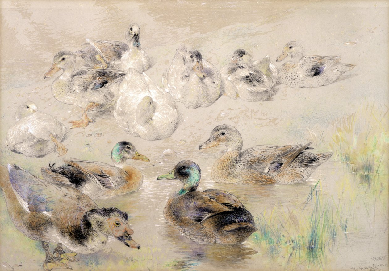 Étude de Canards - William Huggins