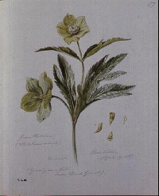 Hellébore vert, peint à Brantwood - William James Linton