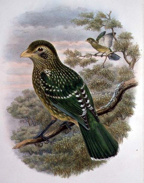 Ailuroedus Crassirostris, Oiseau-chat vert - William Matthew Hart