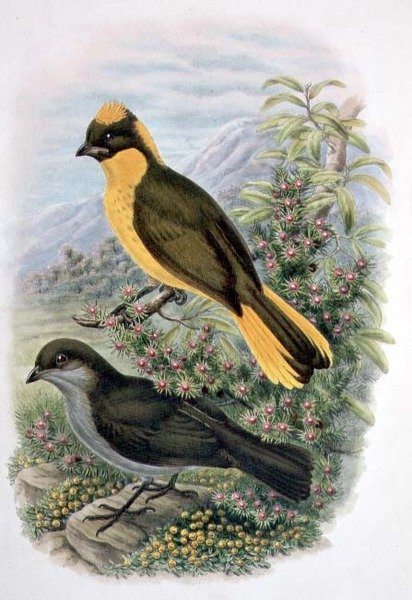 Prinodura Newtoniana, Jardinier doré - William Matthew Hart