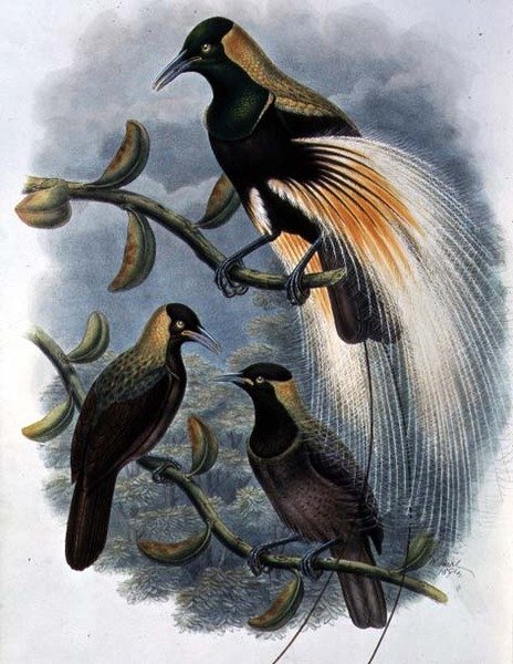 Trichoparadisea Gulielmi - William Matthew Hart