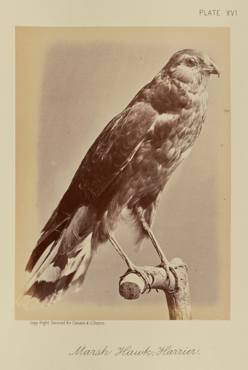 Faucon des marais ; busard - William Notman