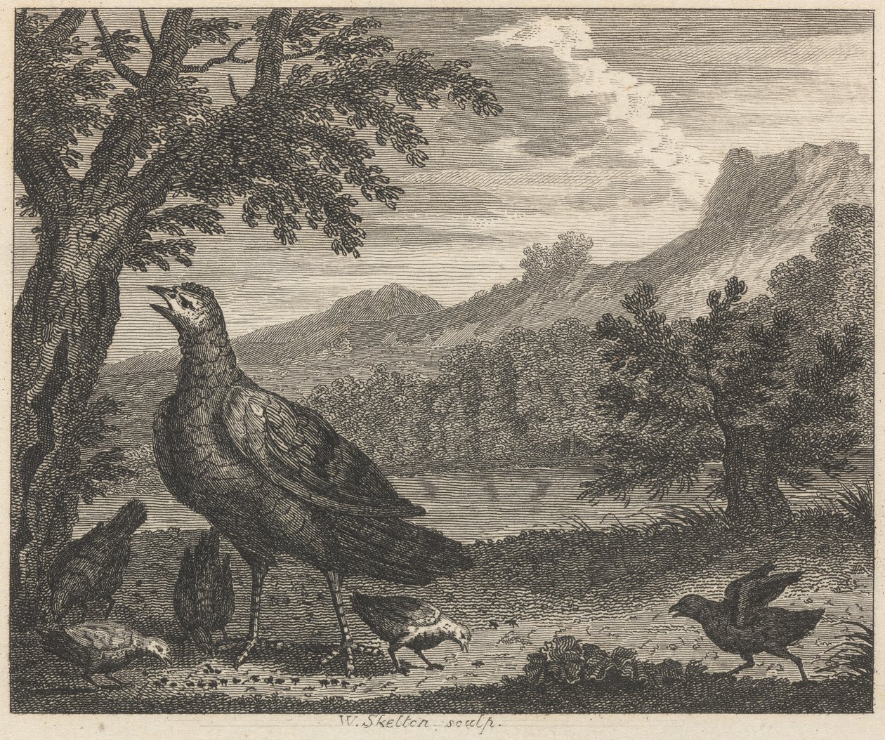 La dinde et la fourmi - William Skelton
