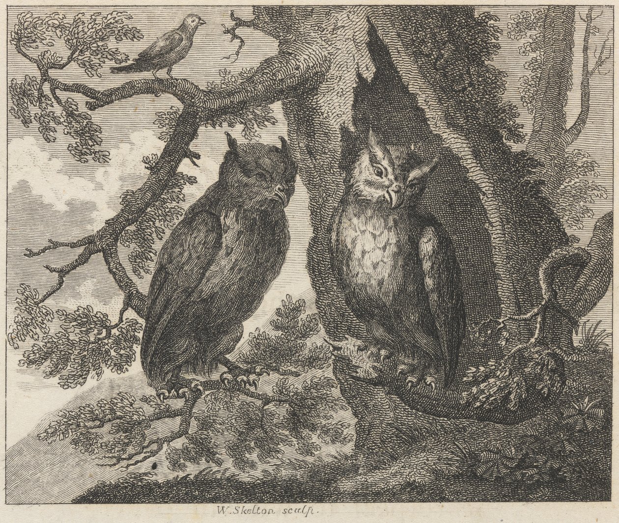 Les deux hiboux et le moineau - William Skelton