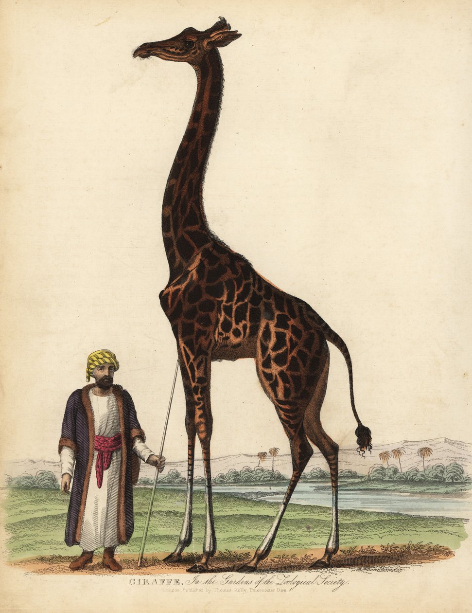 Girafe, Giraffa camelopardalis - William Smellie
