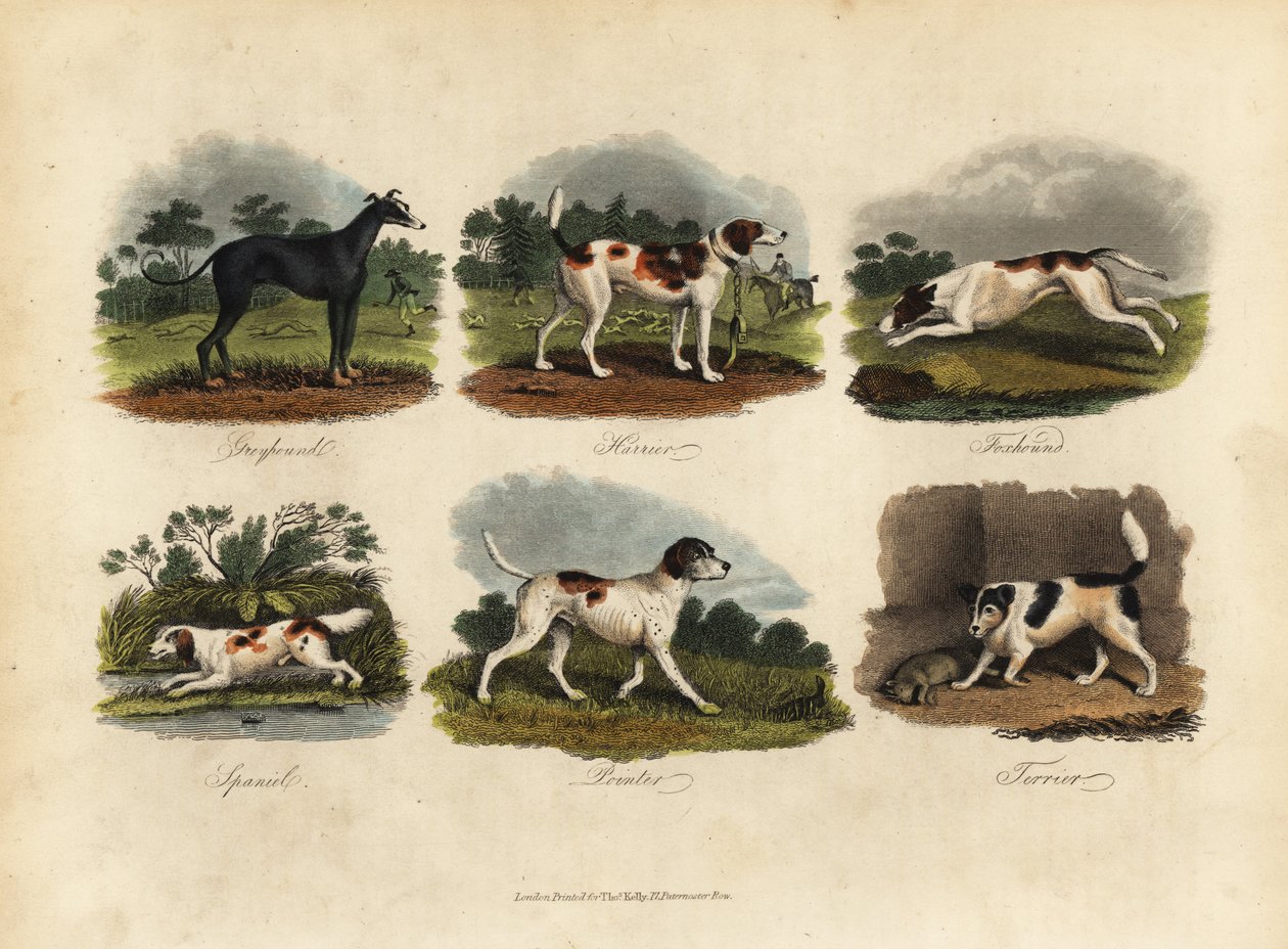 Lévrier, Harrier, Foxhound, Épagneul, Pointer, Terrier - William Smellie