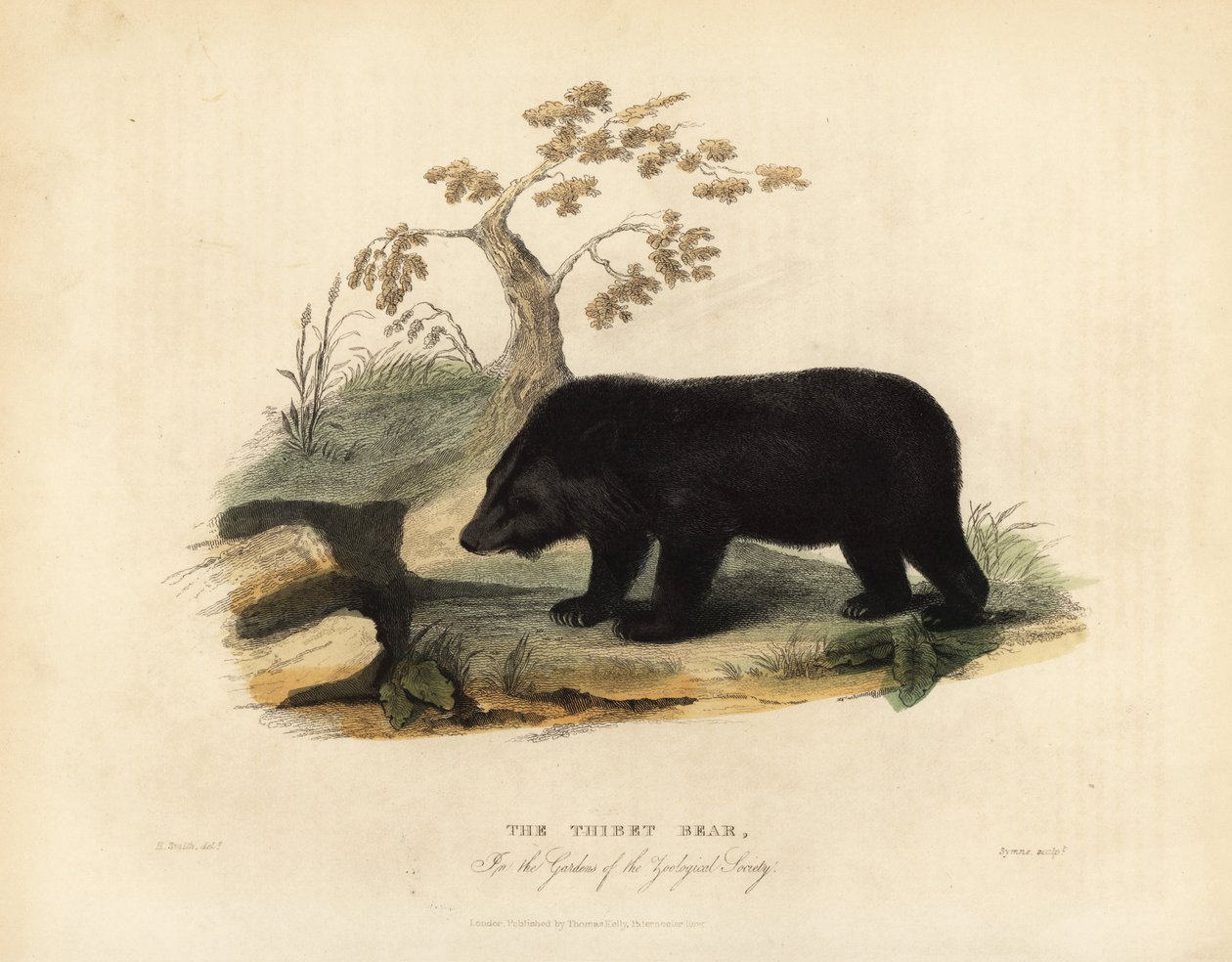 Ours noir de l