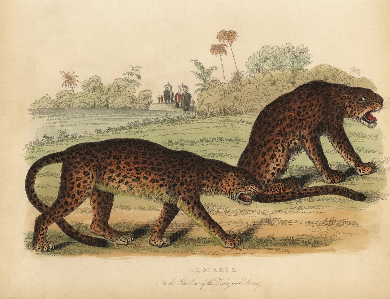 Léopards, Panthera pardus - William Smellie