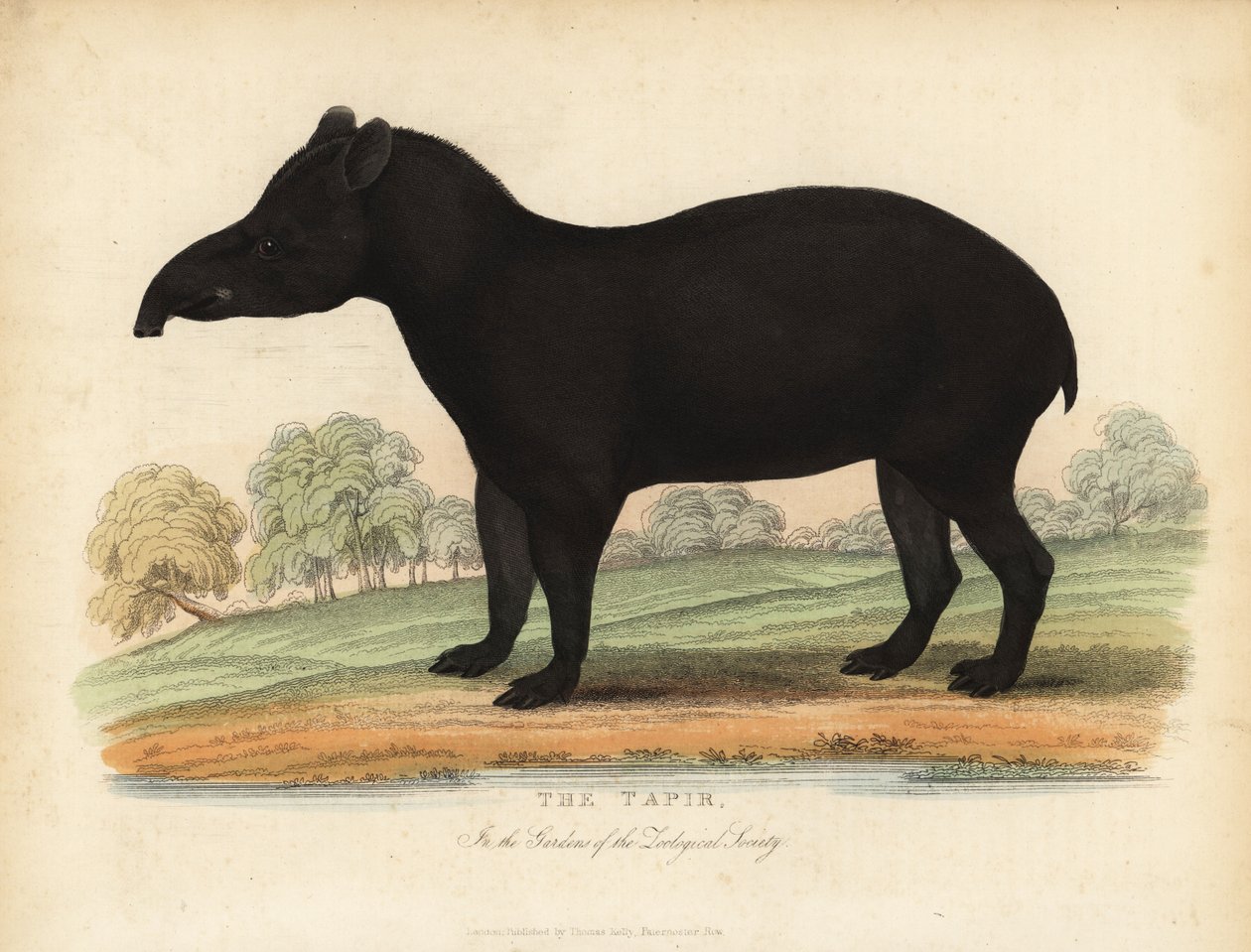 Tapir d