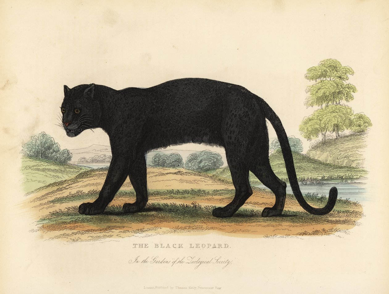Le Léopard noir, Panthera pardus - William Smellie