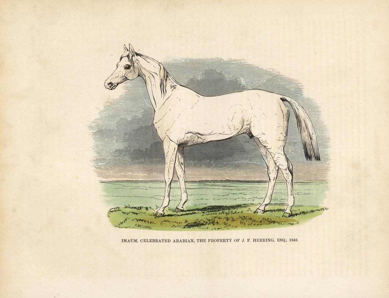 Cheval arabe pur-sang Imaum - William Smellie