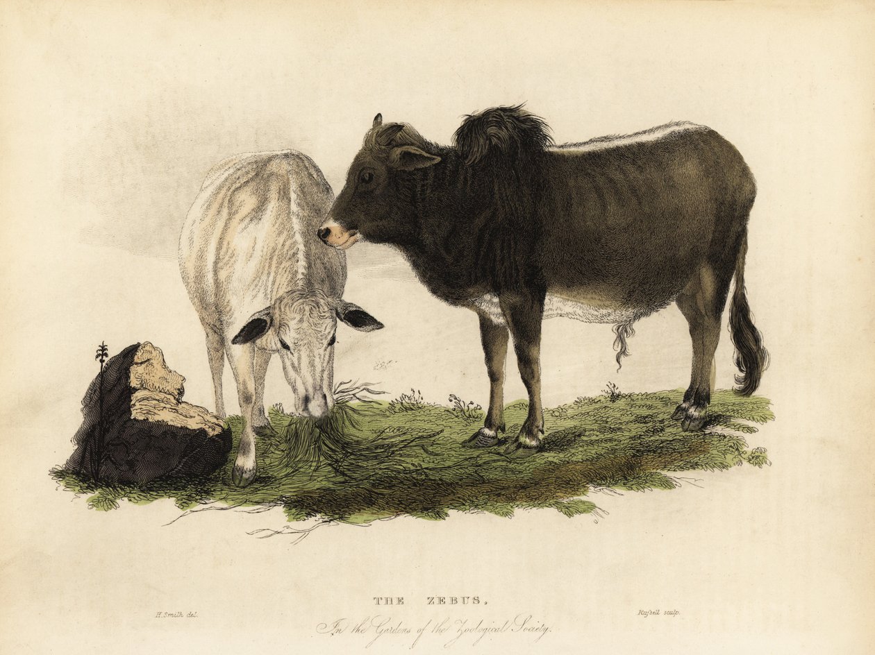 Zébu, Bos primigenius indicus - William Smellie