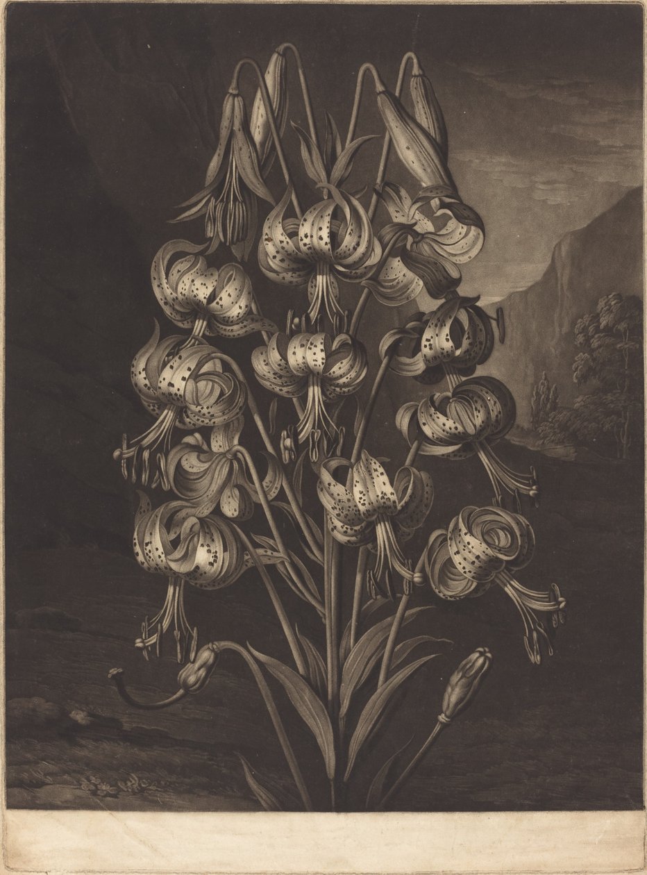 Le superbe lys - William Ward after Philip Reinagle
