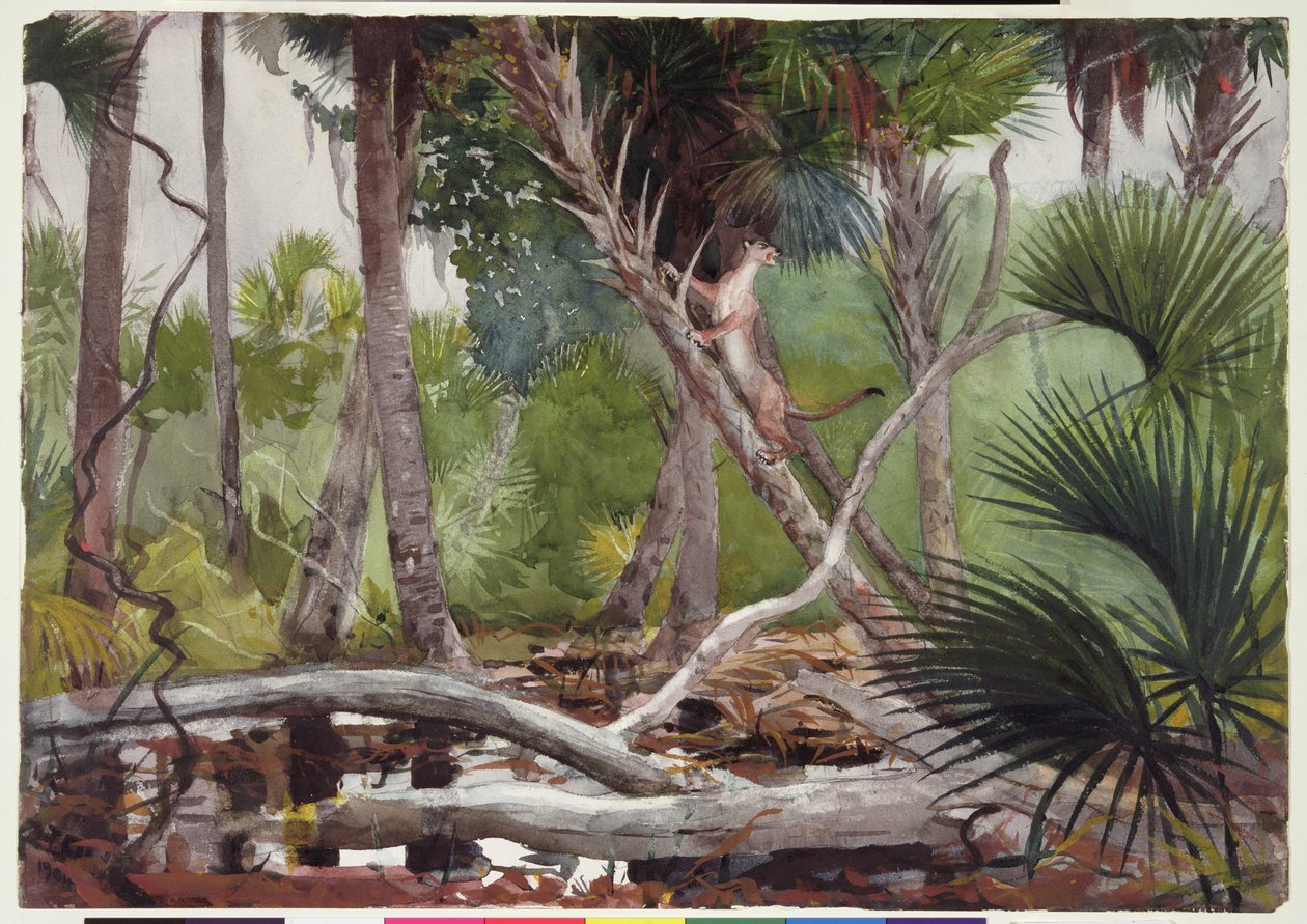 Dans la jungle, Floride, 1904 - Winslow Homer