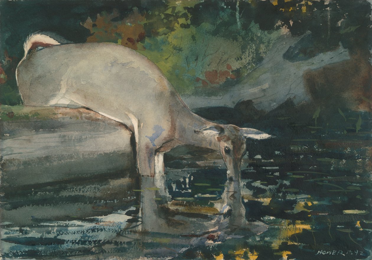 Cerf buvant - Winslow Homer