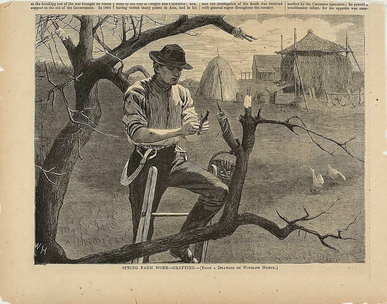 Travaux agricoles de printemps - greffage - Winslow Homer