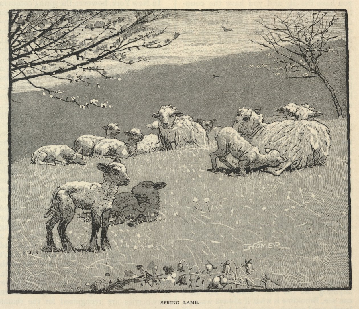 Spring Lamb, tiré de Scribner