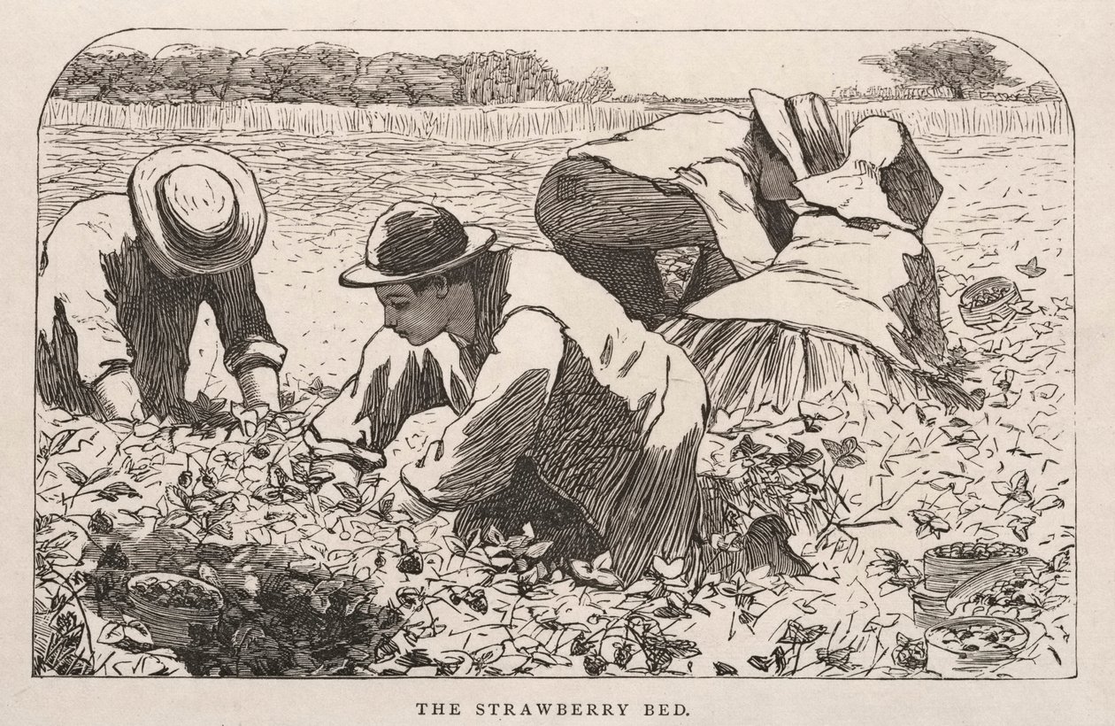 Le lit des fraises - Winslow Homer