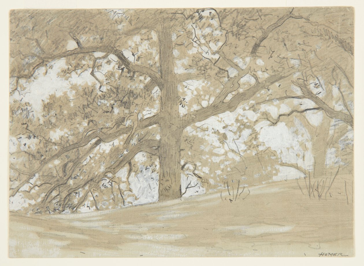 Chênes de Waverly - Winslow Homer