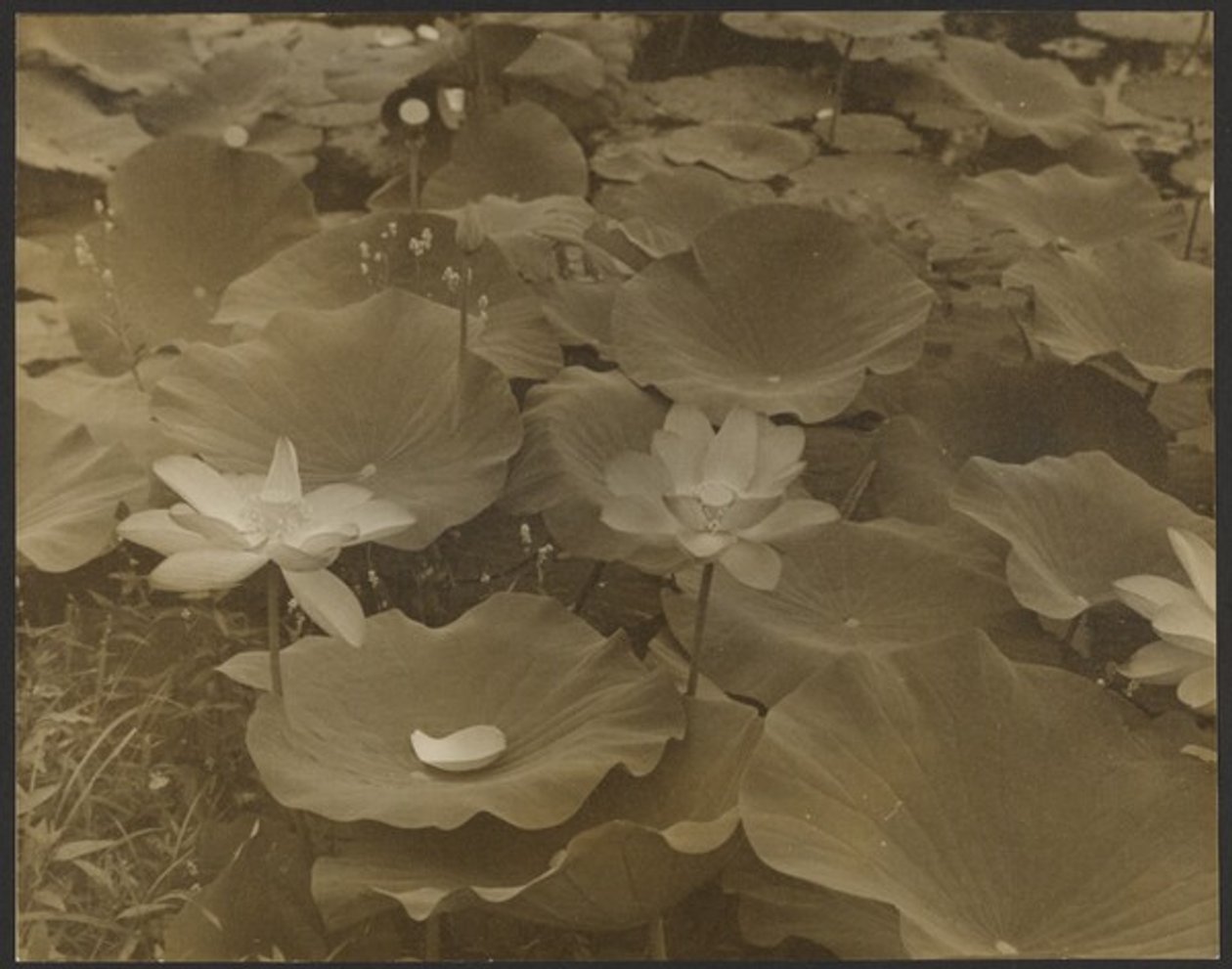 [Lotus]. - Yasuo Kuniyoshi