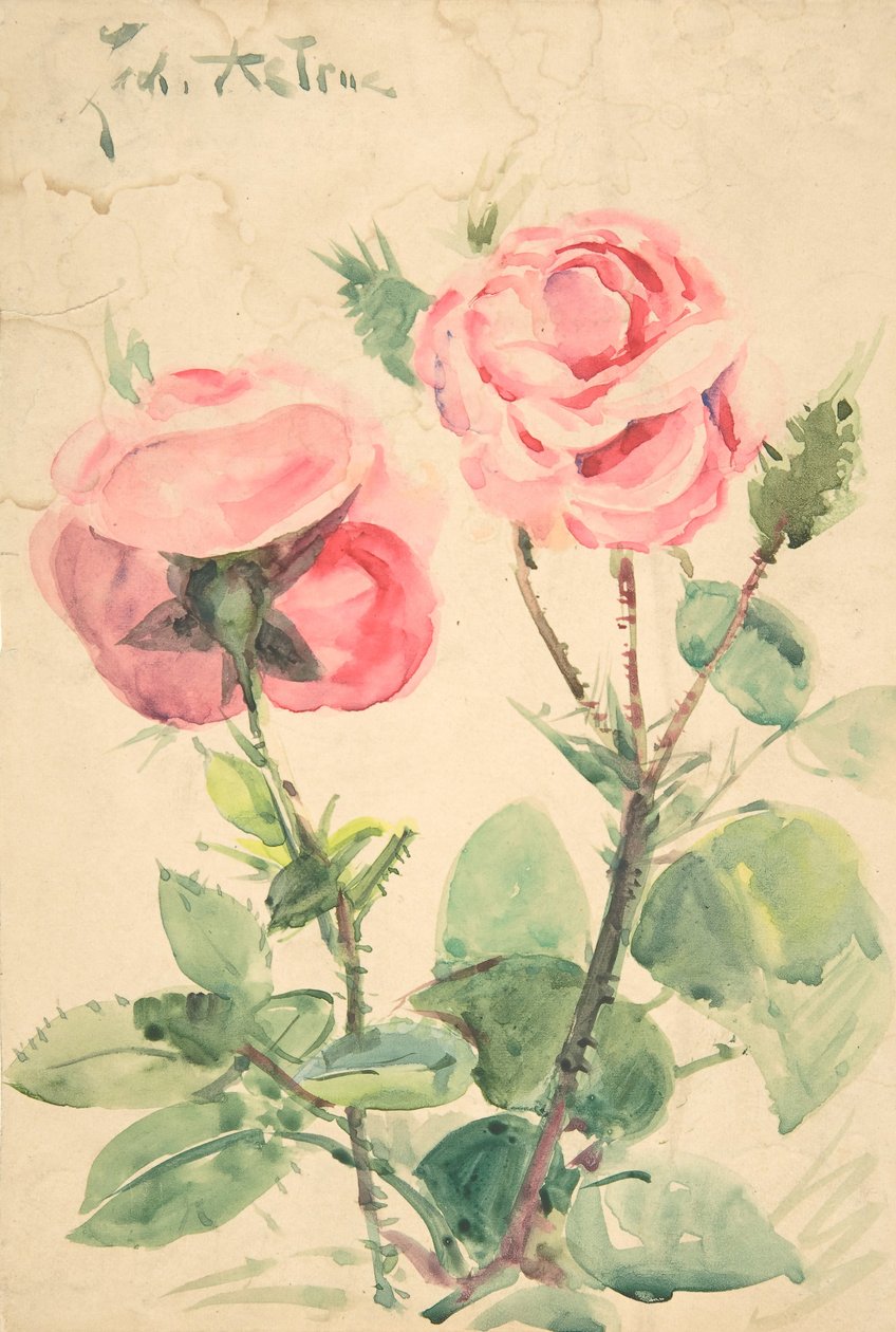 Deux roses - Zacharie Astruc