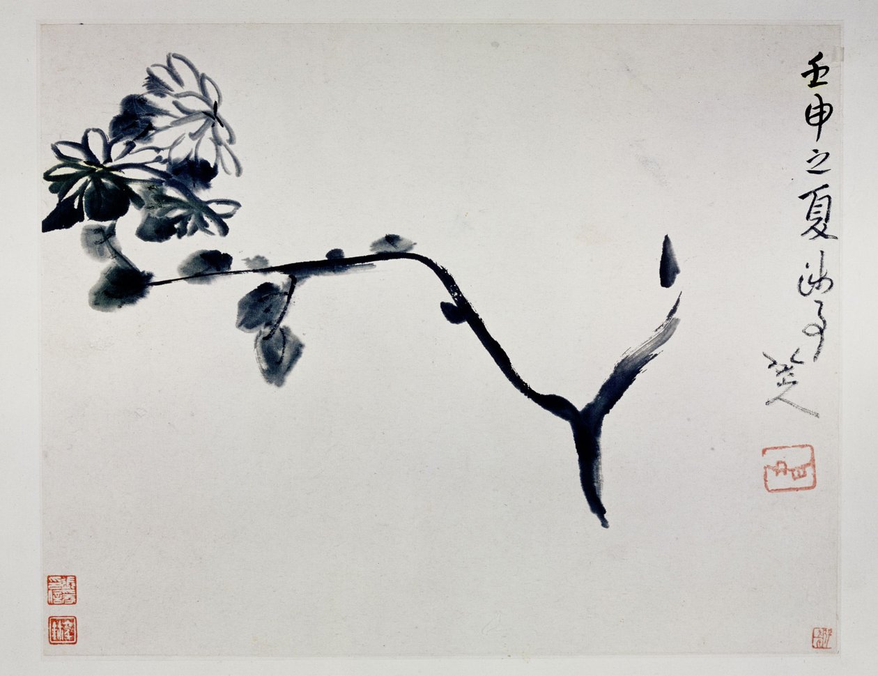 Chrysanthème, 1692 - Zhu Da