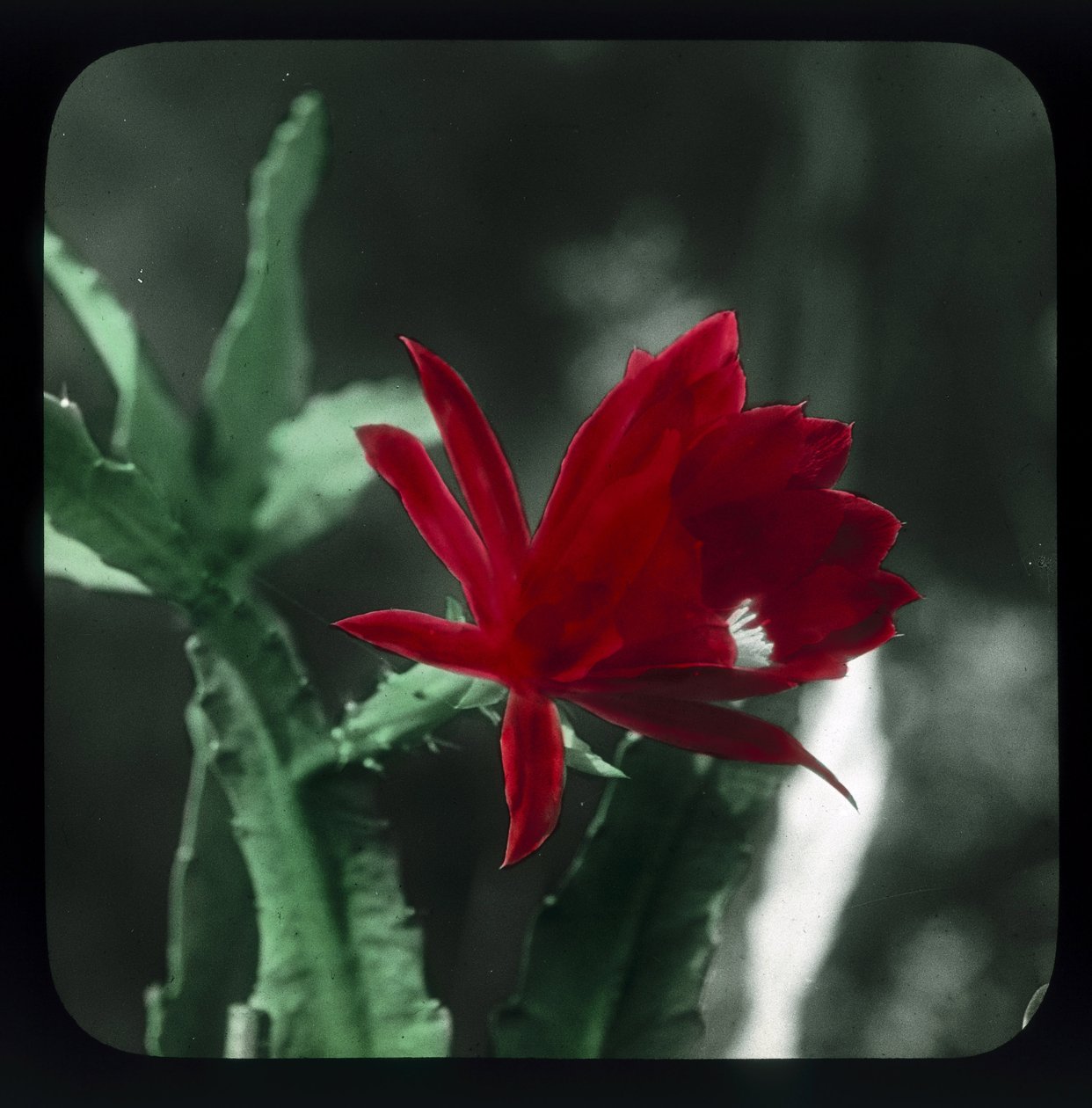 Cactus - Frederick (attr. to) Barnard