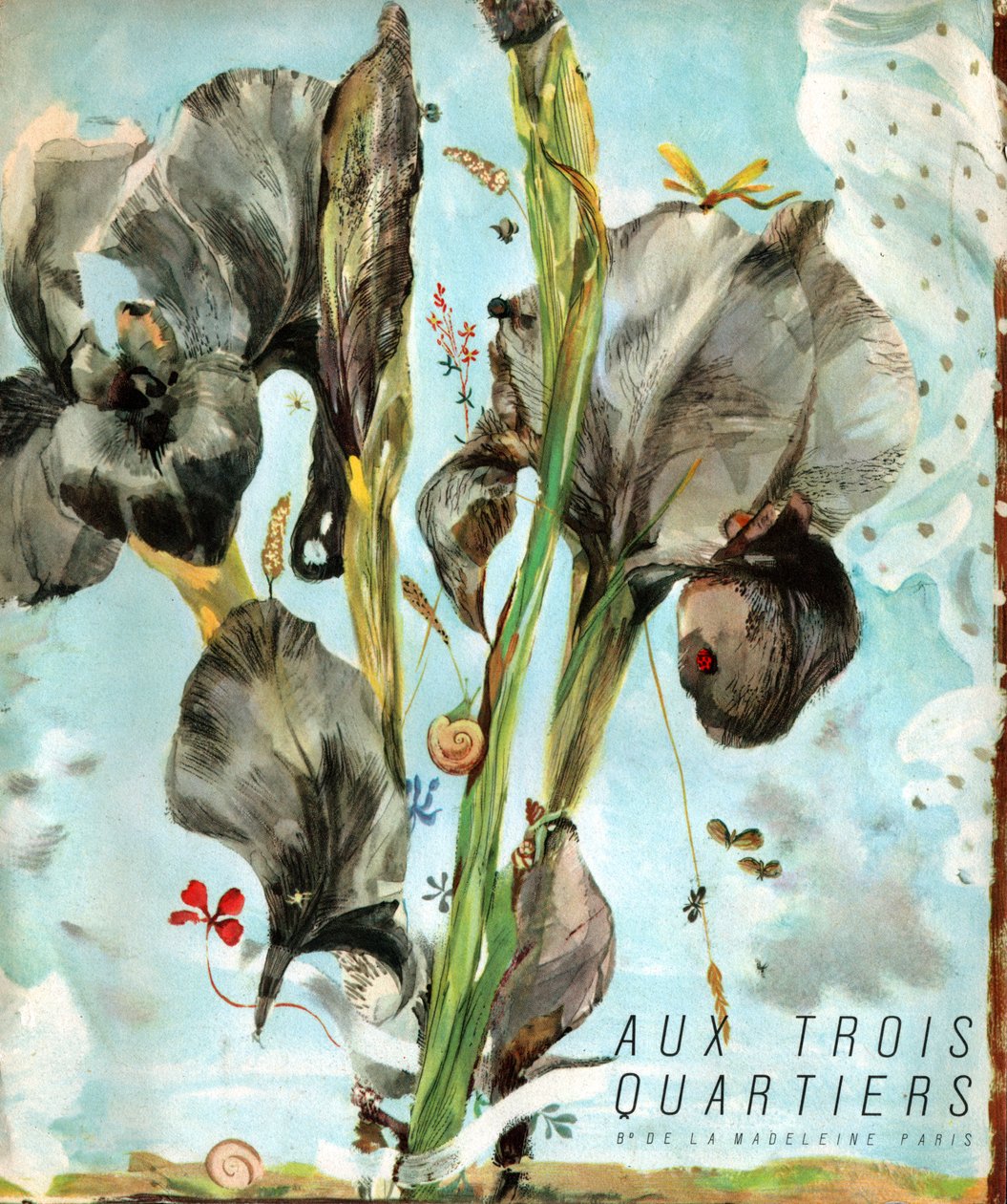 Iris (fleur) - . .