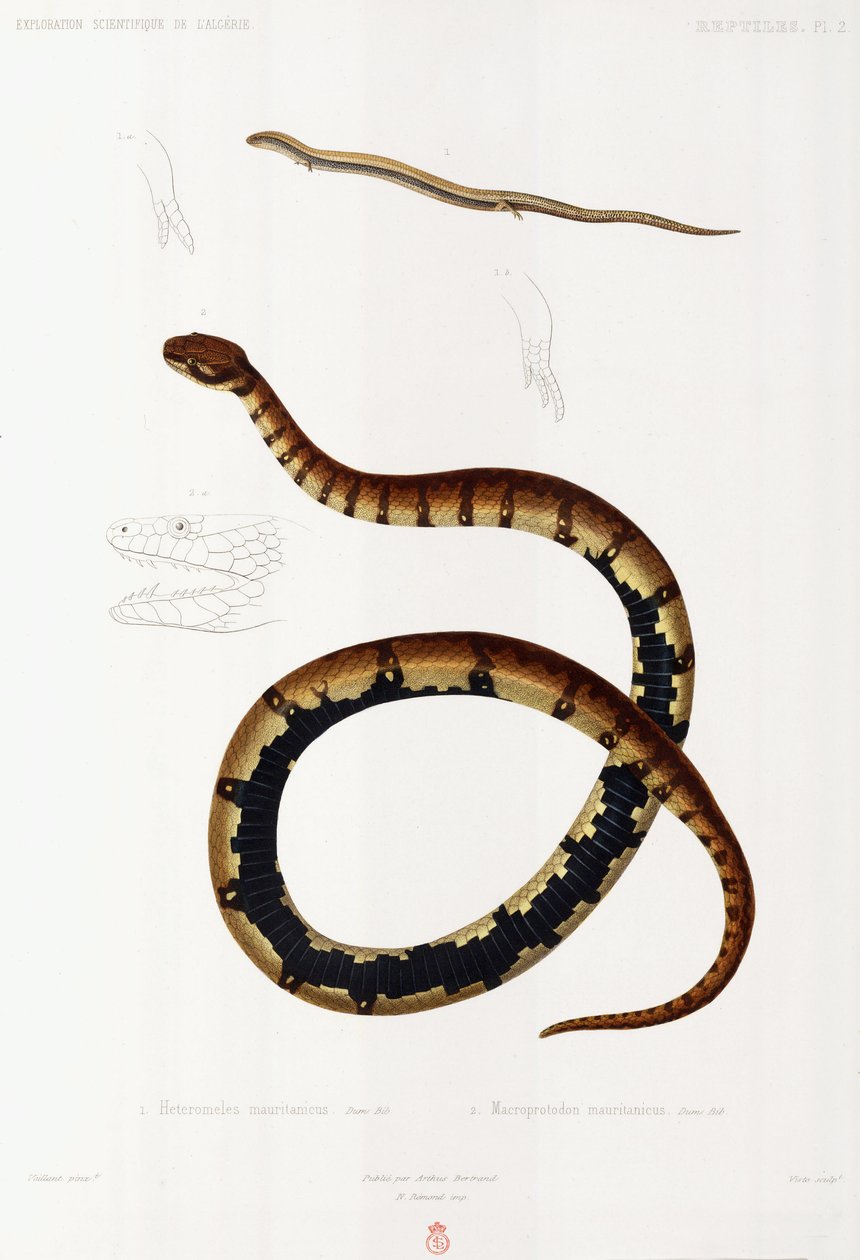 Lézard et serpent à capuchon, Algérie - John Pardon