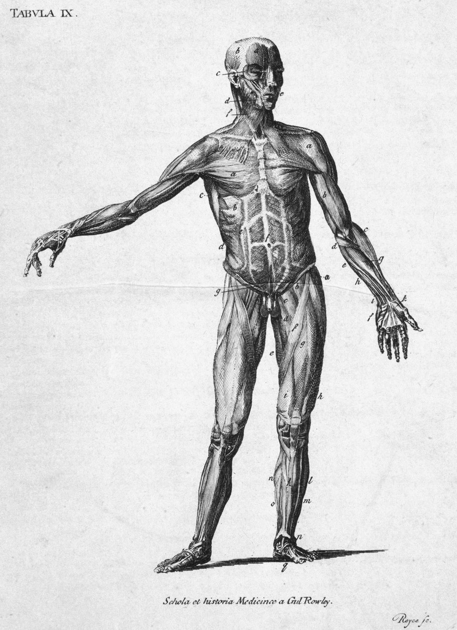 Muscles Structure musculaire humaine, vers 1850 - John Pardon
