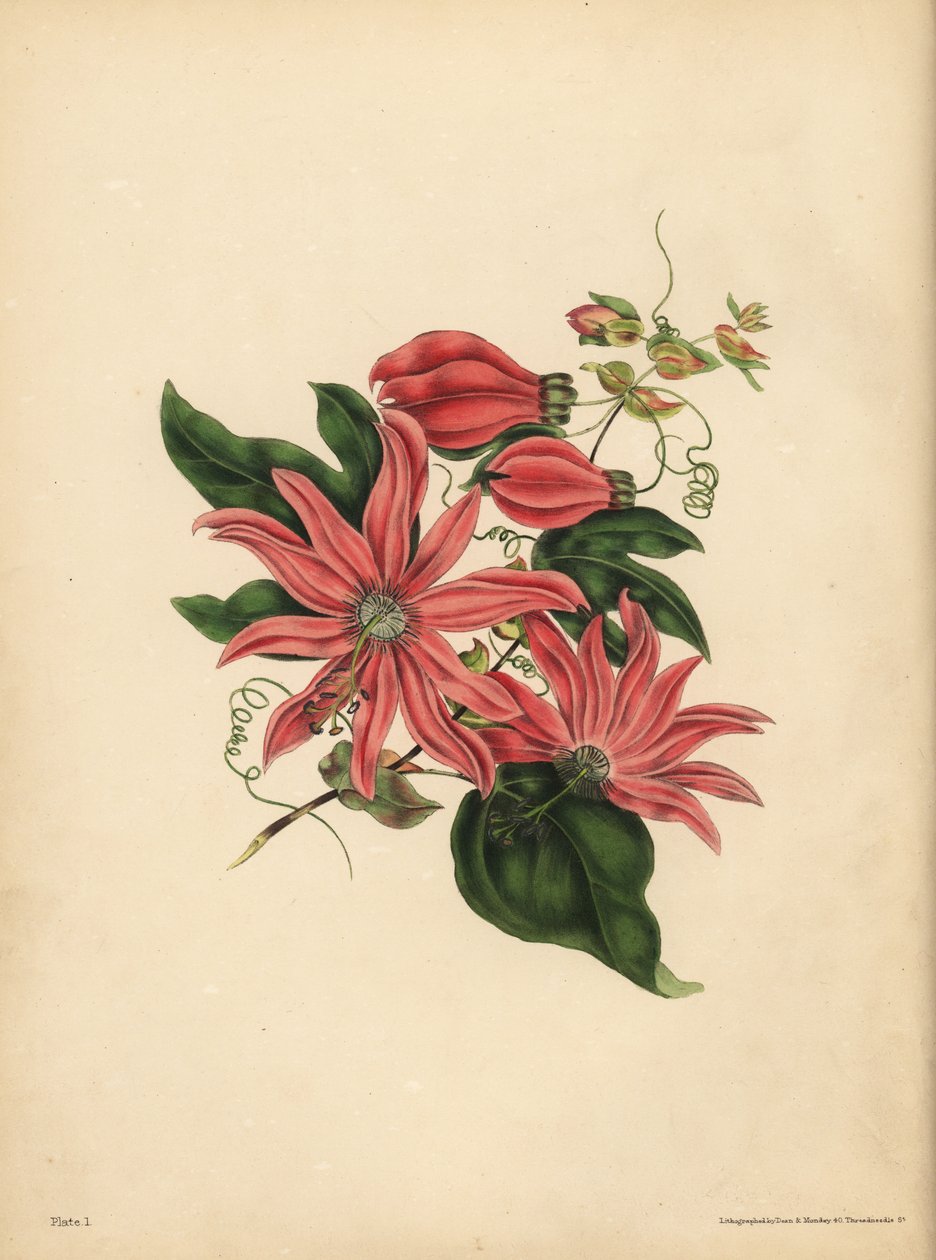 La passiflore racémeuse, Passiflora racemosa, Superstition religieuse - John Pardon