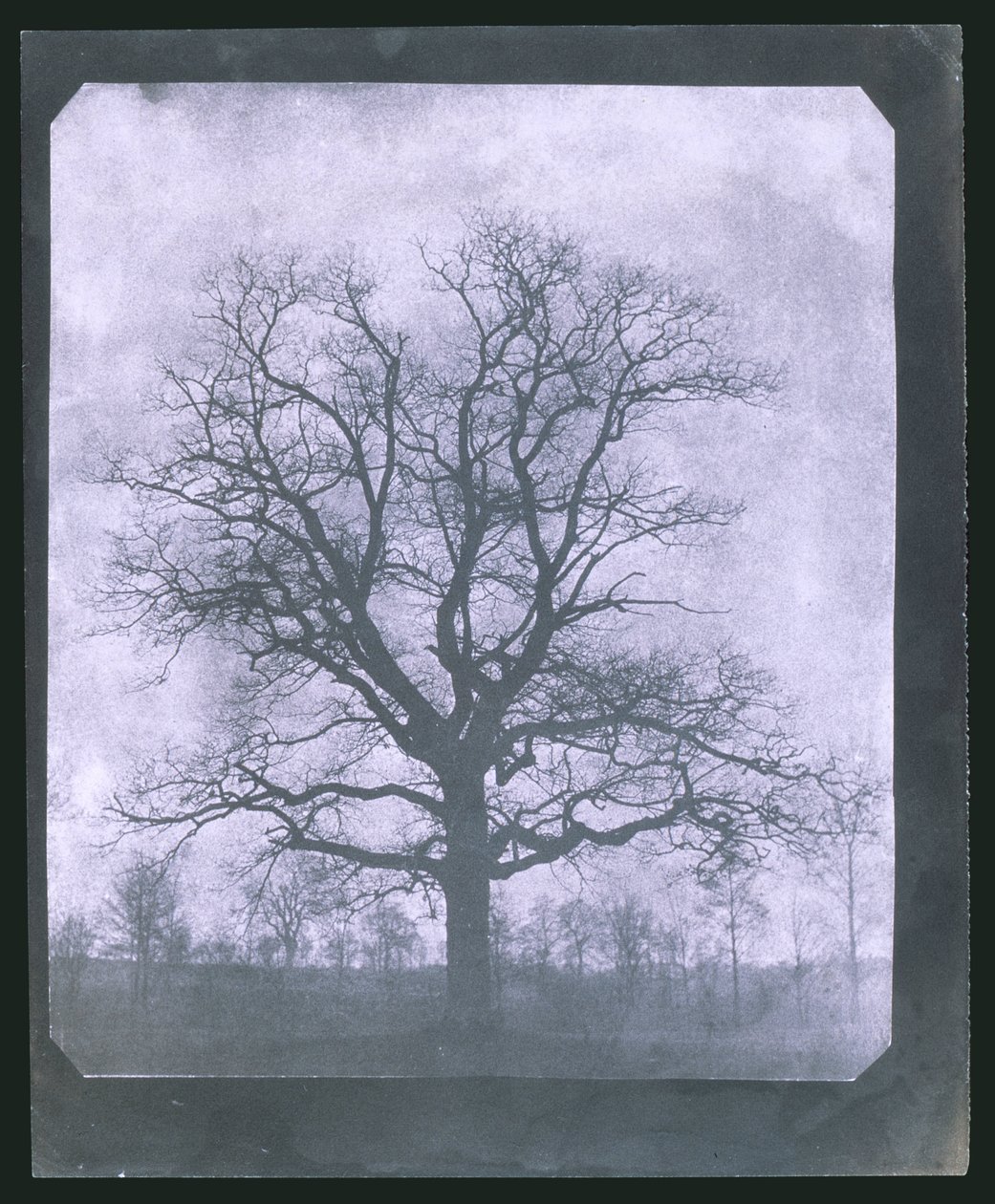 Arbre en hiver, milieu du 19e siècle - Frederick (attr. to) Barnard