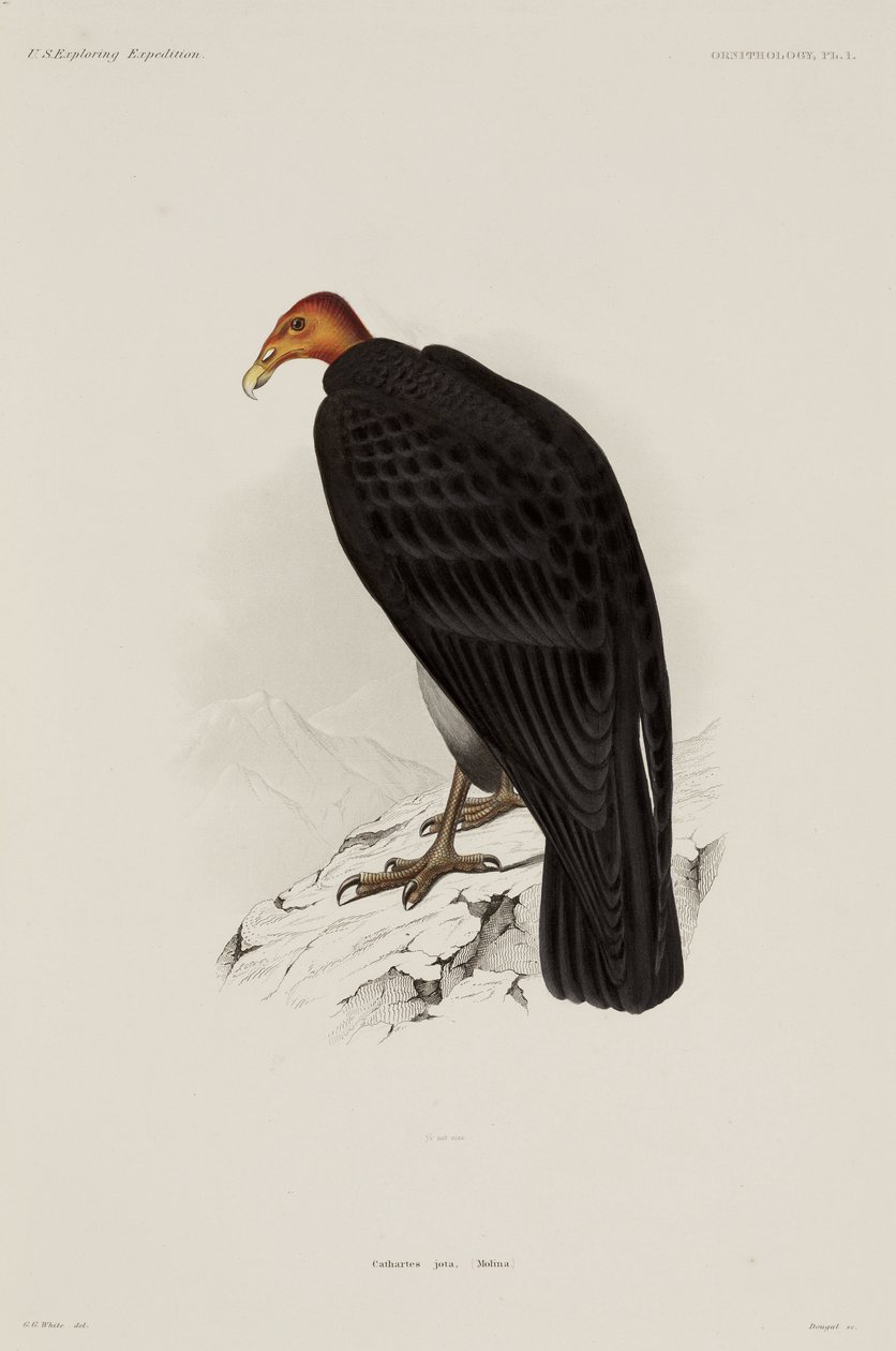 Urubu à tête rouge, Chili - John Pardon