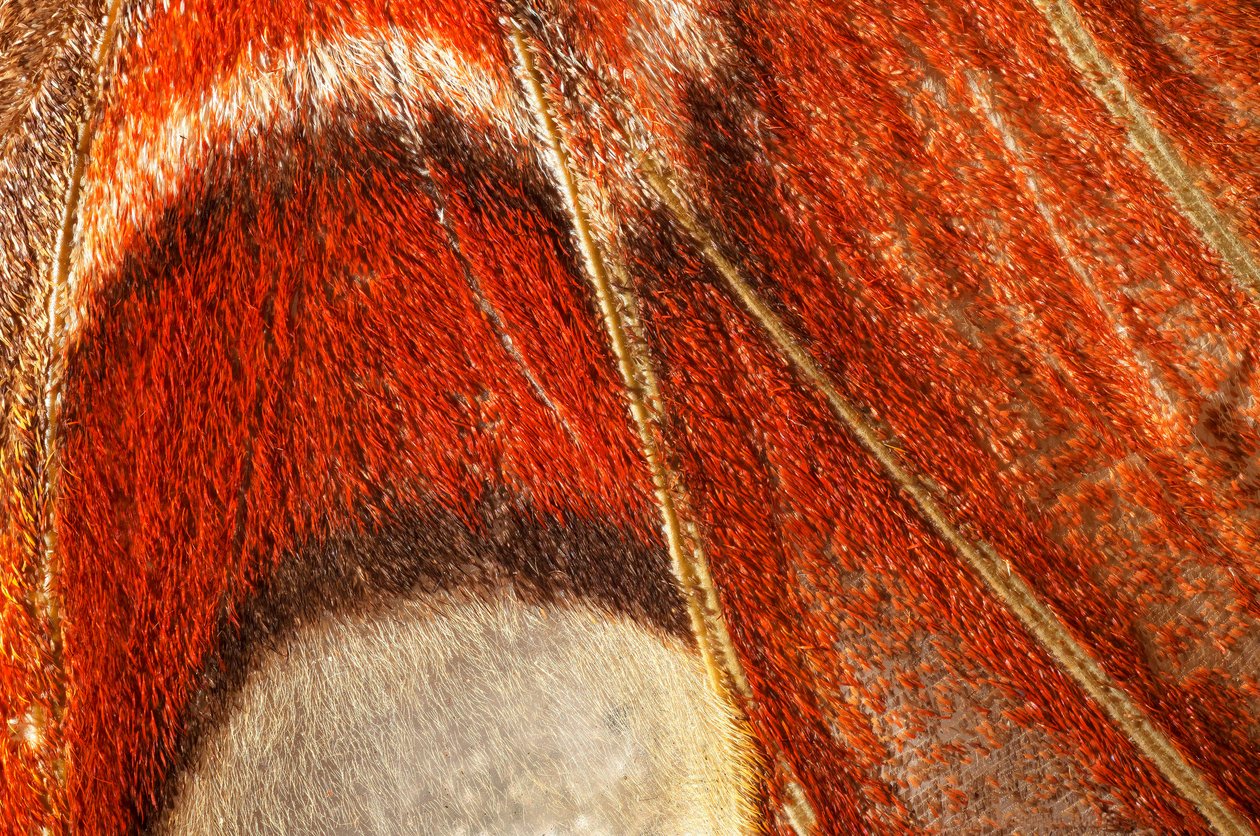Papillon Attacus atlas (lépidoptère) Plan rapproché. (macrophotographie) - John Pardon