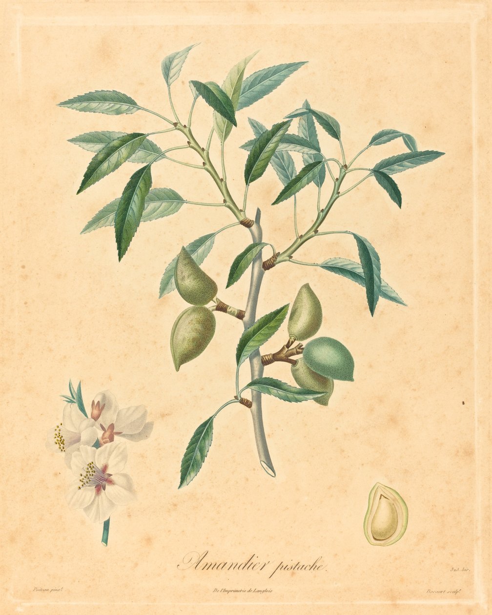 Amandier pistache - after A. Poiteau