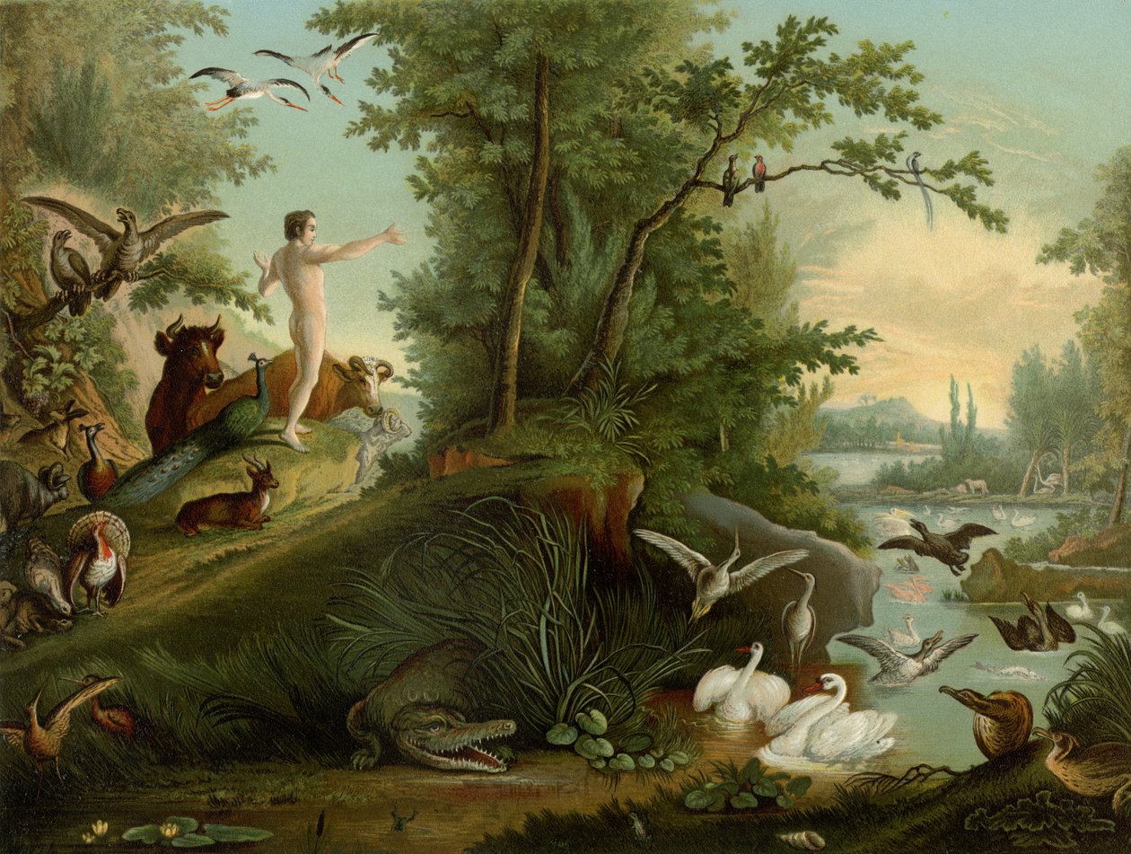 Adam au Paradis - Johann Elias Ridinger or Riedinger