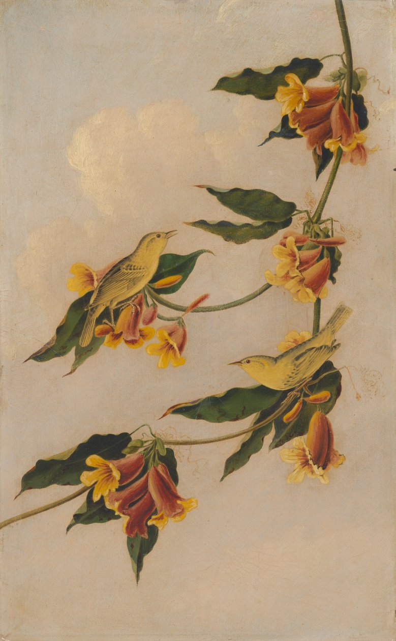 Paruline Jaune - after John James Audubon Joseph Bartholomew Kidd