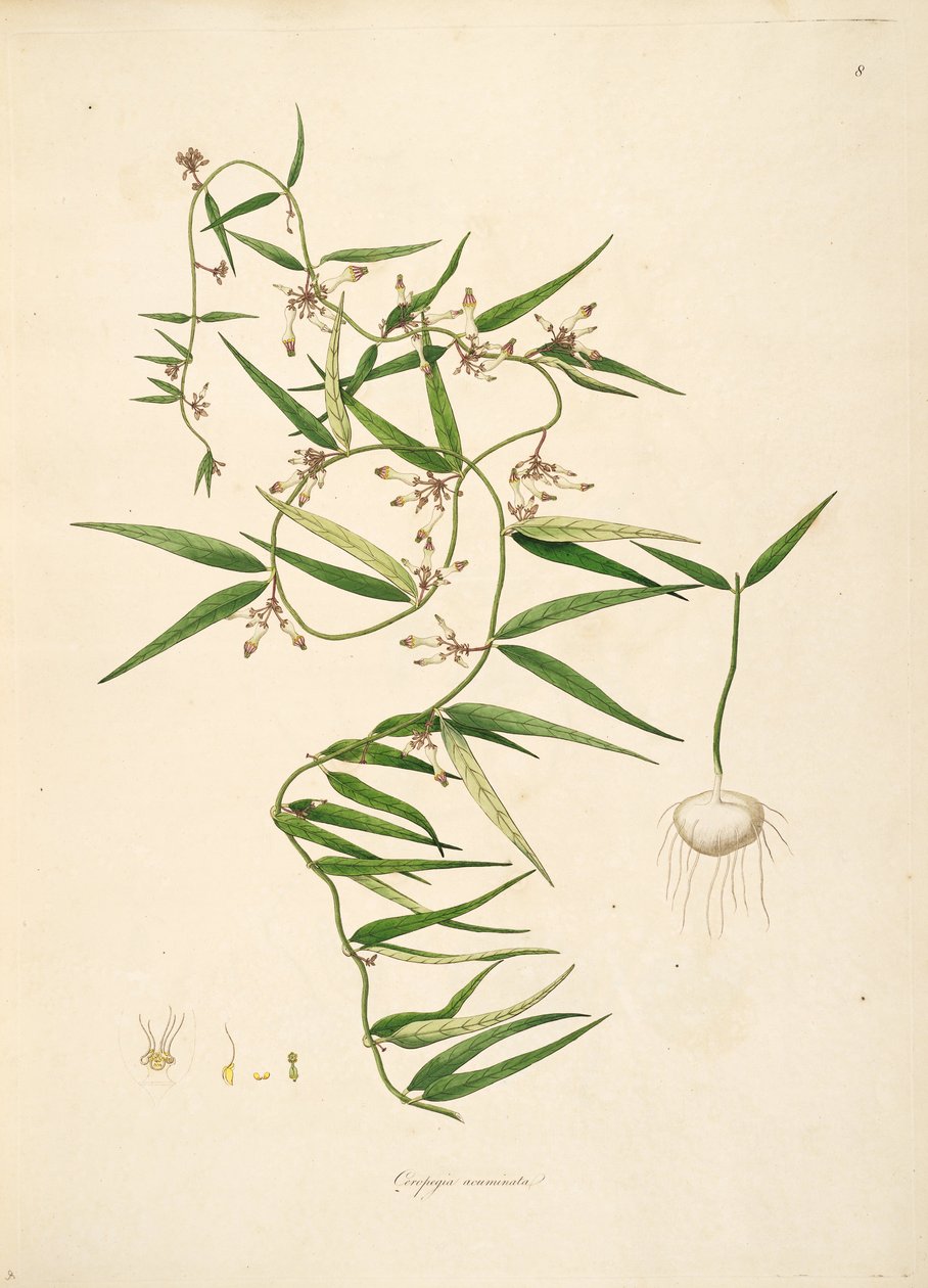 Illustration de Ceropegia acuminata (= Ceropegia bulbosa), Apocynaceae, Asclepiadoideae - anonymus