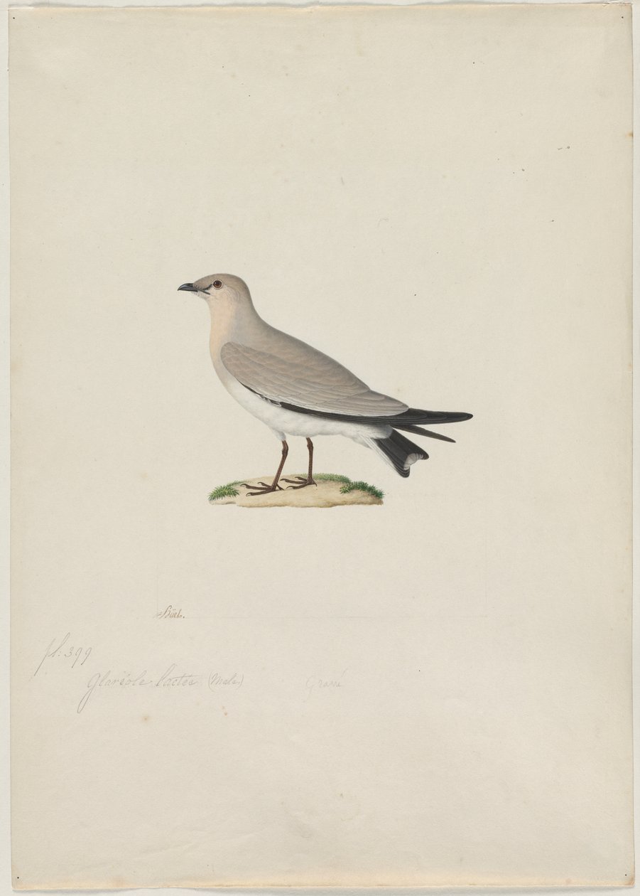Petite pratincole (Glareola lactea) - attributed to Paul Hüet