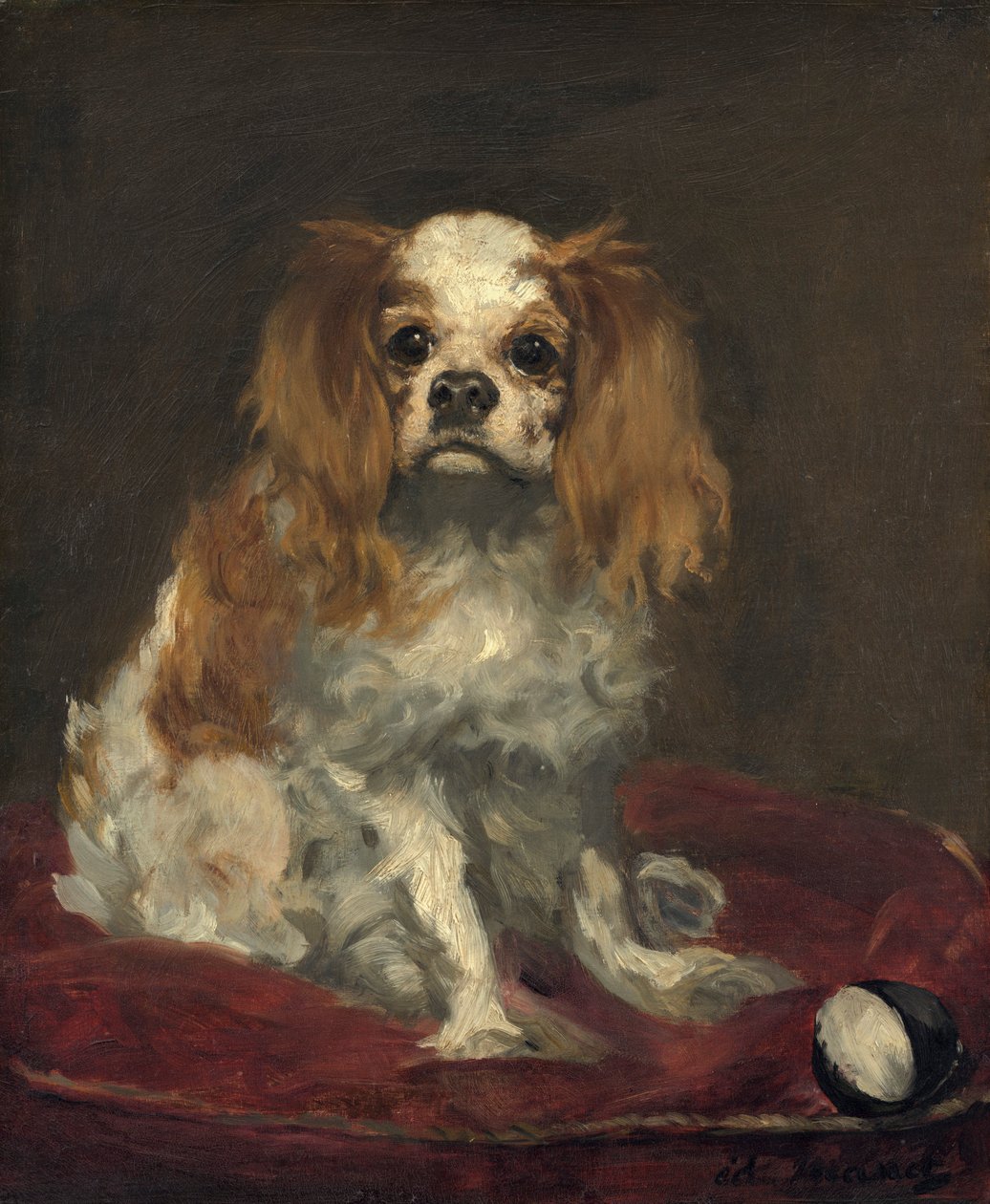 Un épagneul King Charles - Édouard Manet