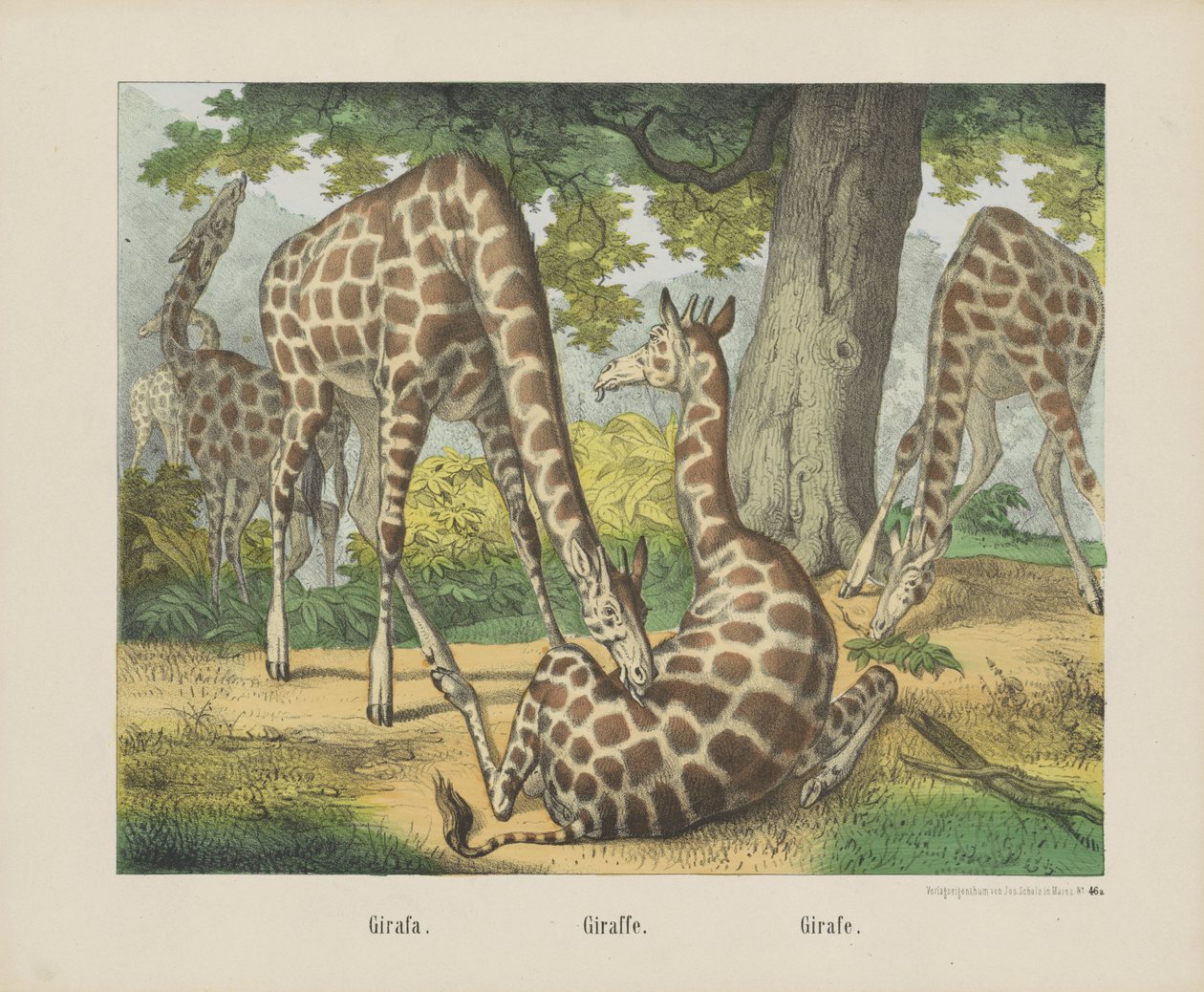 Girafe - firma Joseph Scholz