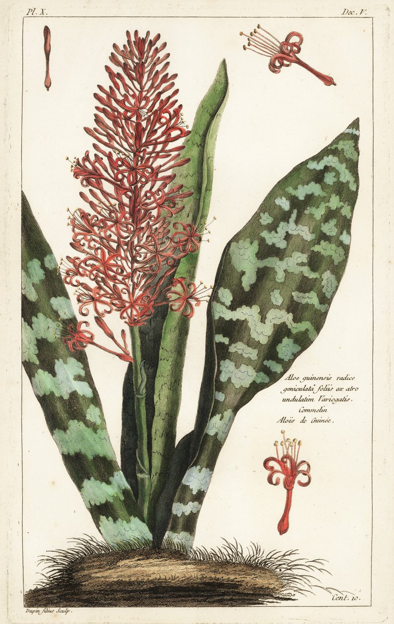 Chanvre à arc africain, Sansevieria hyacinthoides - the Younger Dupin