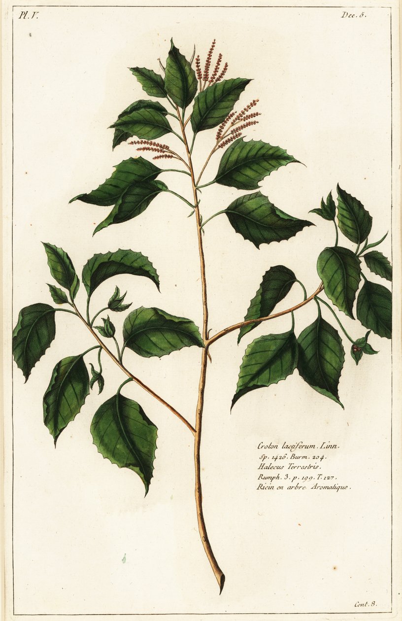 Noix de bancoule, Croton laccifer - the Younger Dupin