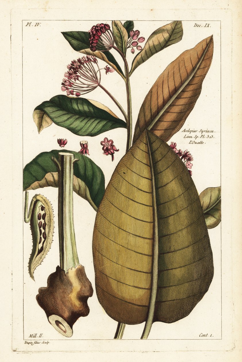 Herbe à ouate, Asclepias syriaca - the Younger Dupin