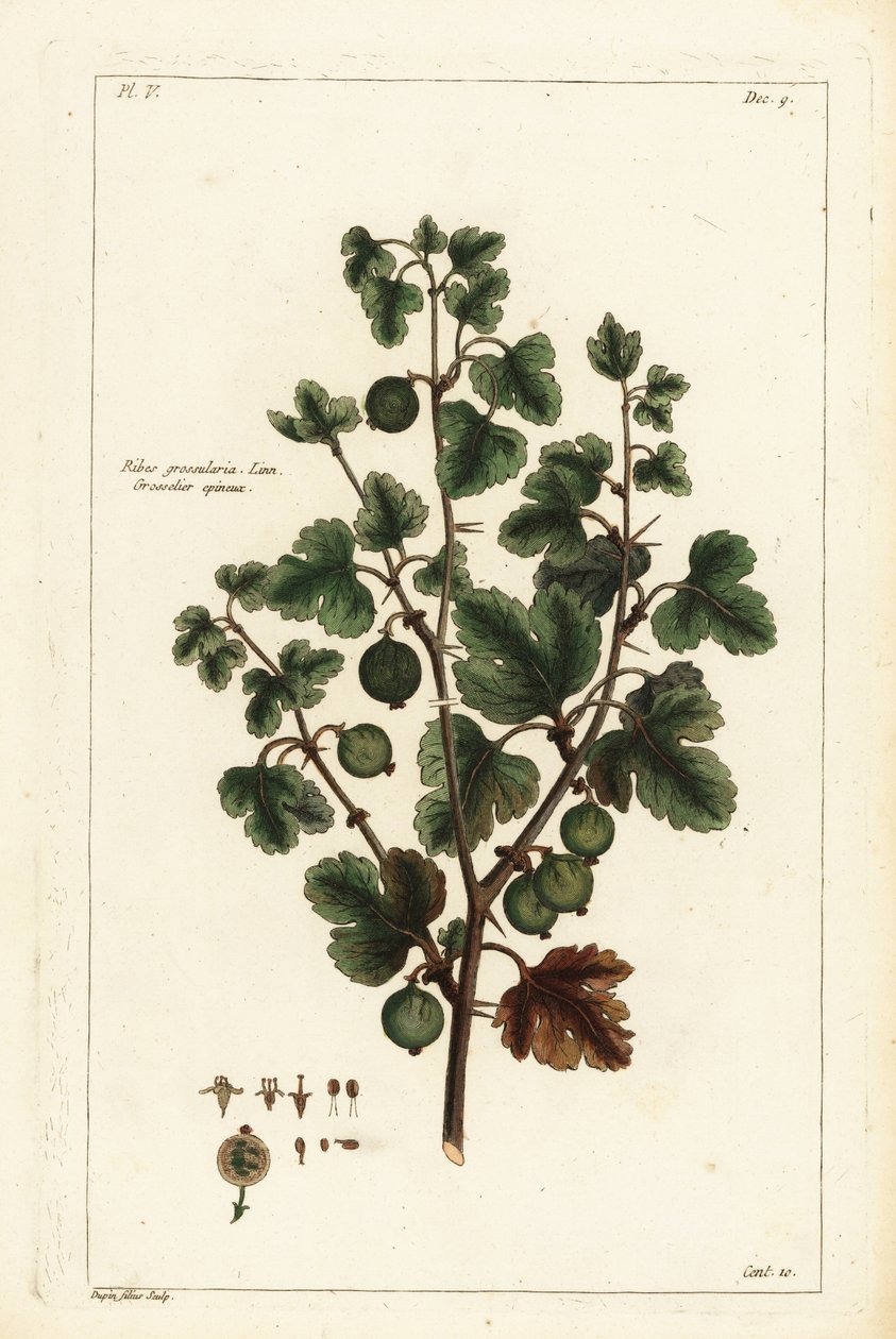 Groseillier, Ribes grossularia - the Younger Dupin