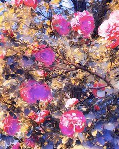 Roses pour la Vierge Marie Roses pour la Vierge Marie